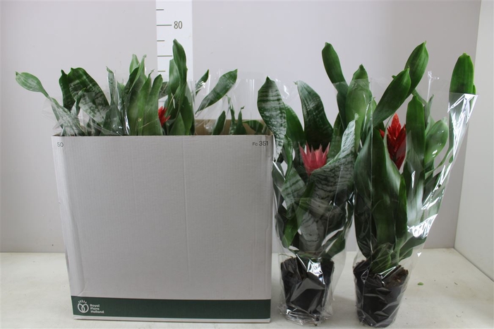 Aechmea Gemengd