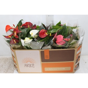 ANTHURIUM VARIADO P12