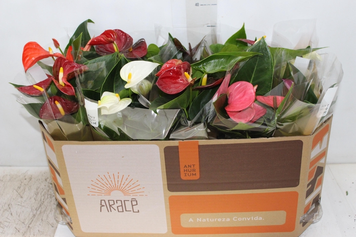 <h4>ANTHURIUM VARIADO P12</h4>