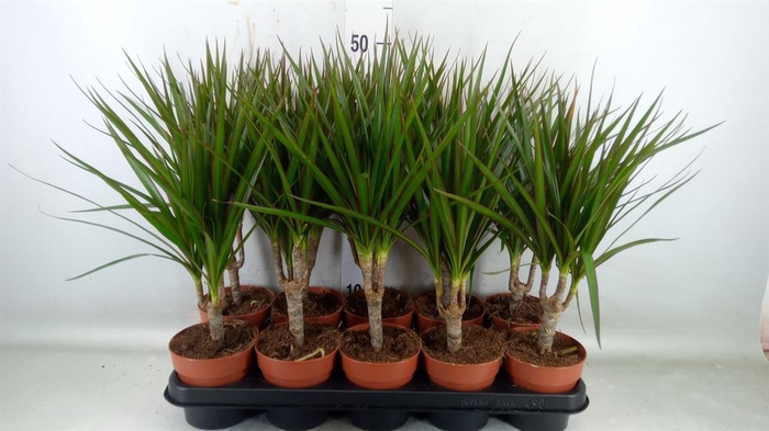 <h4>Dracaena marg.</h4>