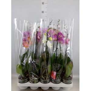 Phalaenopsis   ...mix
