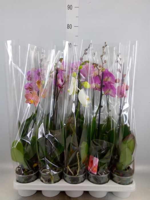 <h4>Phalaenopsis ...mix</h4>