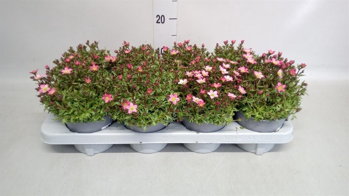 <h4>Saxifraga arend. 'Alpino Rose'</h4>