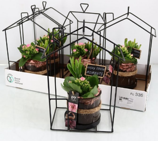 Arrangement Plants (Indoor)