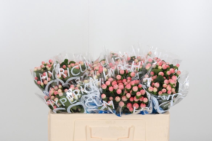 <h4>Hyp Coco Tiamo</h4>