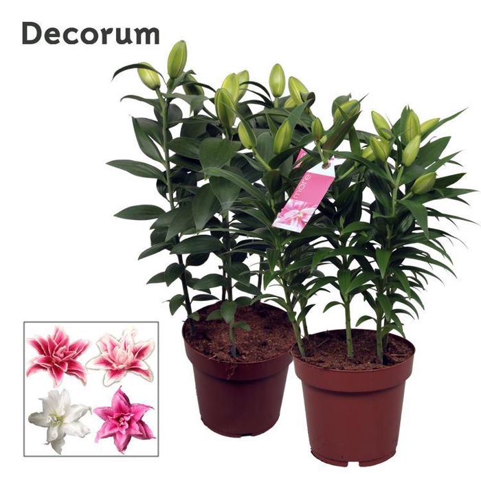 <h4>Lilium</h4>