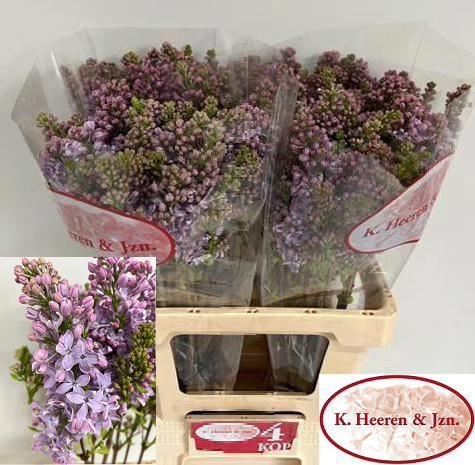 <h4>SYR V LAVALIENSIS</h4>