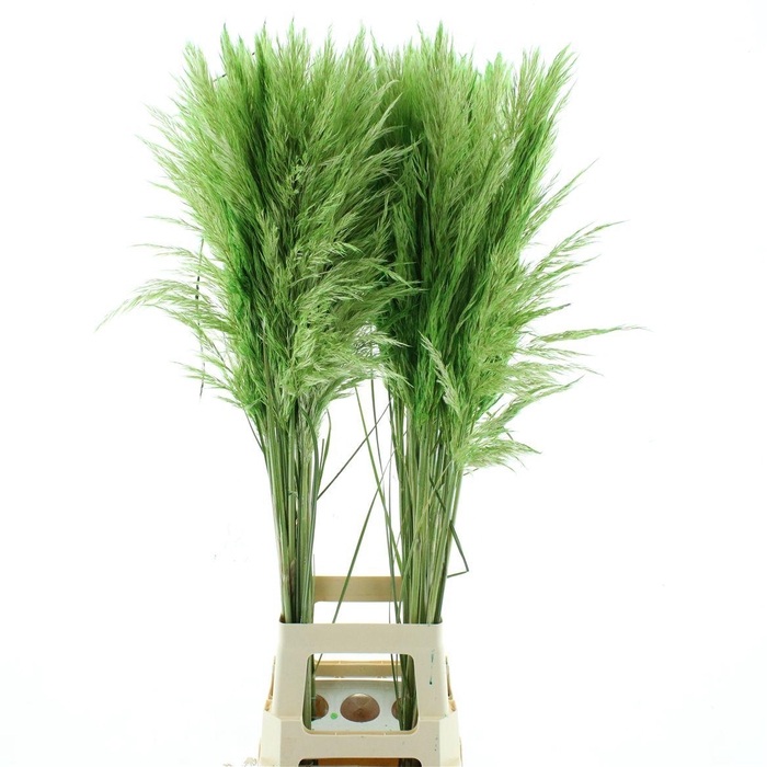 <h4>Corta N L Green Abs</h4>