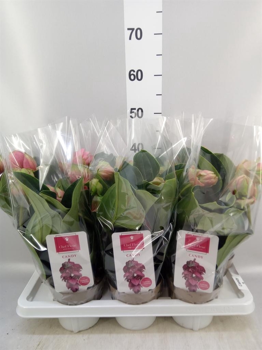 <h4>Medinilla magn. 'Candy'</h4>