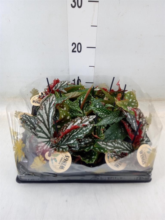 <h4>Begonia BD   ...</h4>