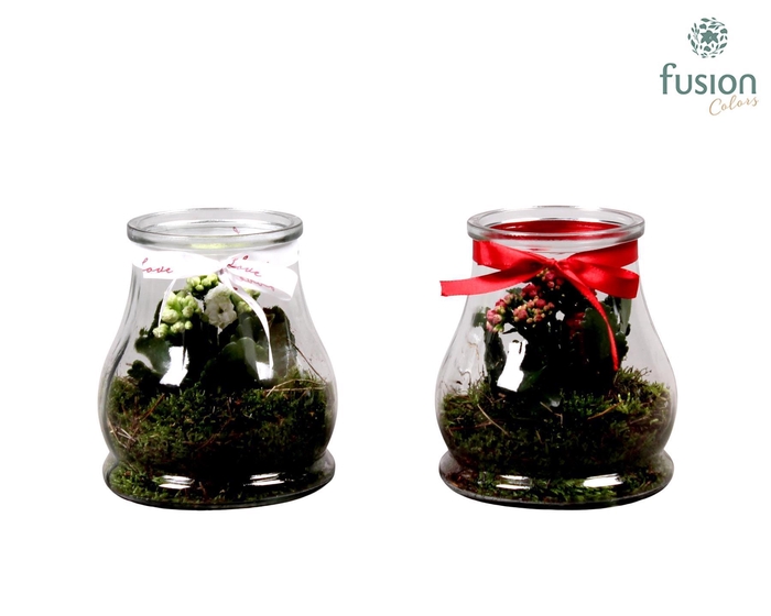 <h4>Konische vaas met Kalanchoe met love lint</h4>