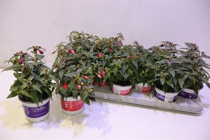 <h4>Fuchsia B F Gem</h4>