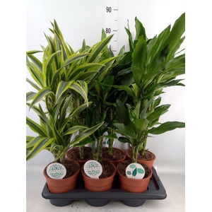 Dracaena fr de   ...