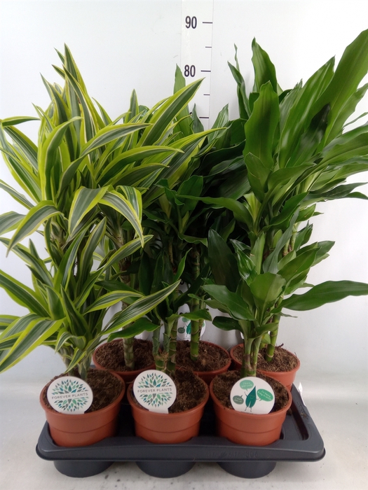 <h4>Dracaena fr de   ...</h4>