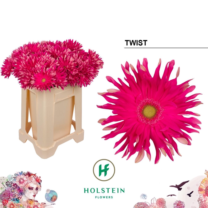 <h4>Gerbera Pasta Twist Water</h4>