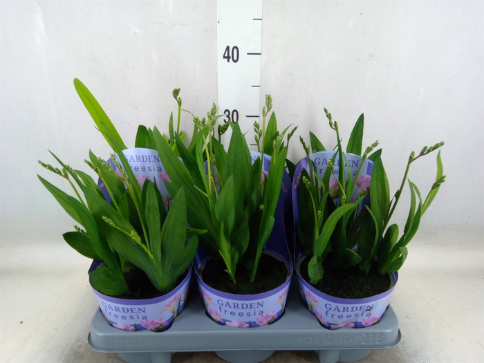 <h4>Freesia   ...</h4>