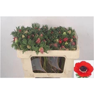 Anemone Galil Red