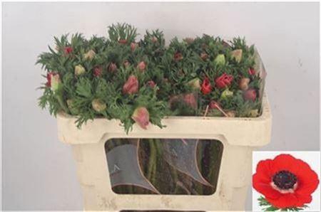 Anemone Galil Red