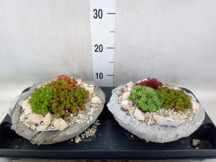 <h4>Arr.   Tuinplanten L%</h4>