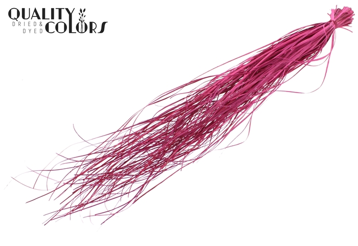 Beargrass dried per bunch Frosted Cerise