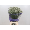 Limonium White Diamond