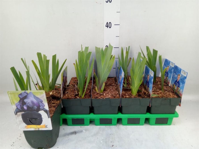 <h4>Iris germanica</h4>