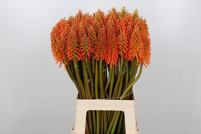 Kniphofia Eycone Orange