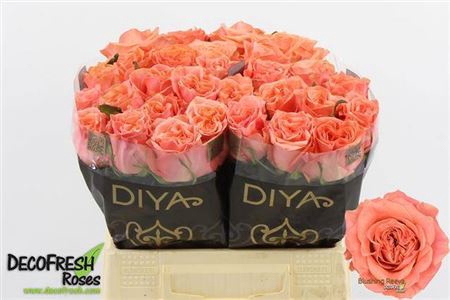 <h4>Rosa a grande fleur Blushing Reeva</h4>