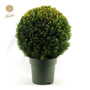 Buxus semp. Ball Ø45cm P27