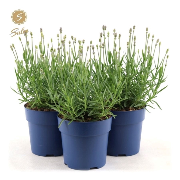 <h4>Lavandula ang. 'Felice Light Pink'® P15</h4>