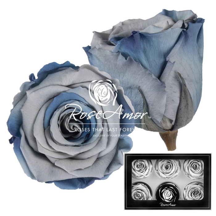 <h4>Lplus Blu05</h4>