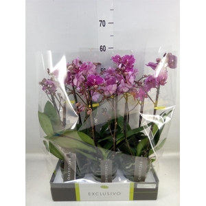 Phalaenopsis multi.   ...lilac