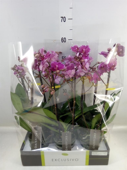 <h4>Phalaenopsis multi. ...lilac</h4>