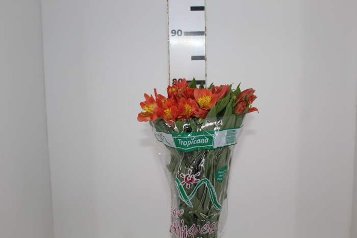 <h4>ALSTROEMERIA TROPICANA 080 CM</h4>