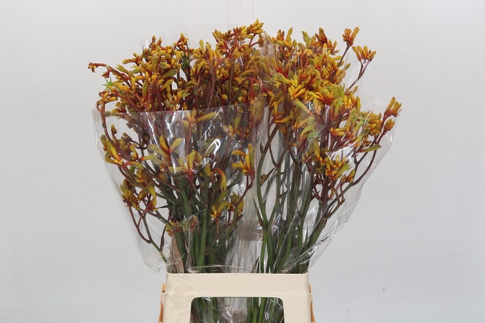 <h4>Kangaroo Paw Gold Fever</h4>