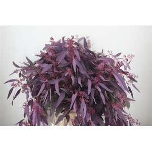 Euca Populus Berry 300gr Abs Lilac P Bunch