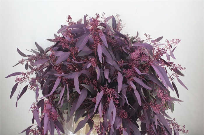<h4>Euca Populus Berry 300gr Abs Lilac P Bunch</h4>