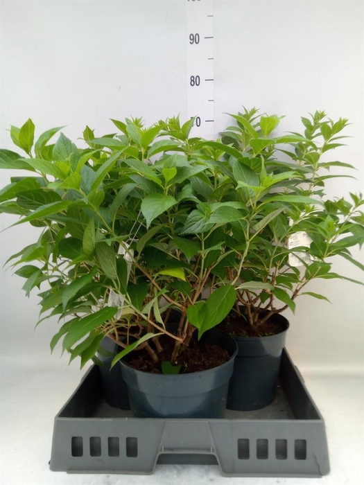 <h4>Hydrangea pan.</h4>