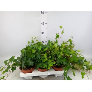 Hedera helix 'Pittsburgh'
