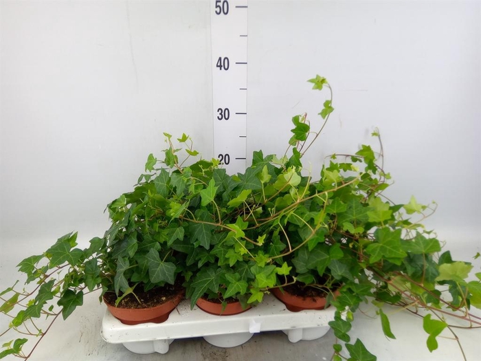 <h4>Hedera helix 'Pittsburgh'</h4>