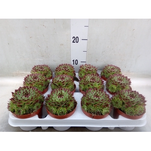 Sempervivum   ...