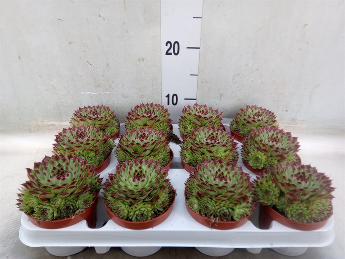 <h4>Sempervivum   ...</h4>