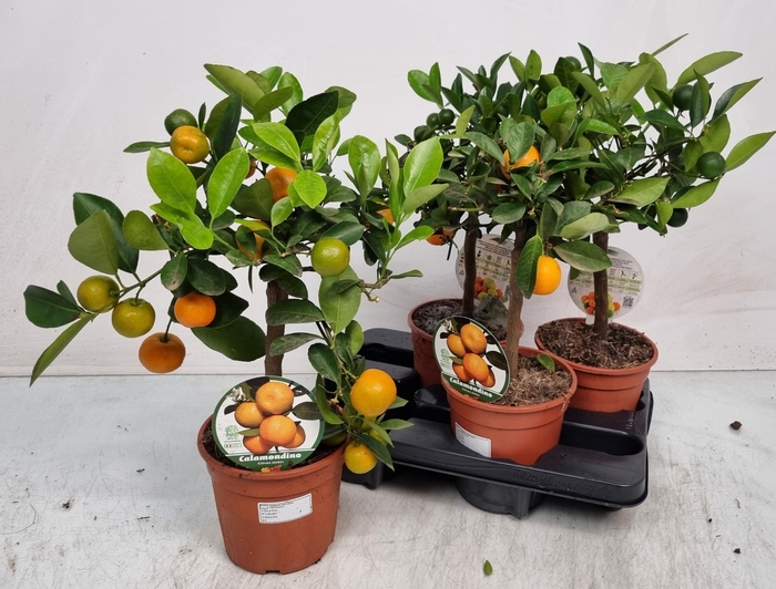 <h4>CITR MICROCARPA</h4>