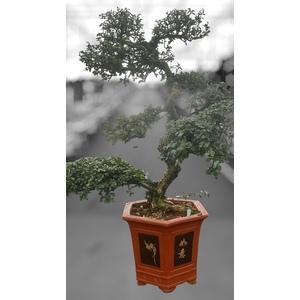 Carmona macrophylla, pot 37 cm., height 115 cm. (single item)