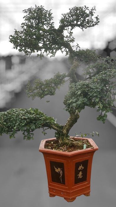 <h4>Carmona macrophylla, pot 37 cm., height 115 cm. (single item)</h4>