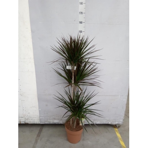 Dracaena marg. 'Magenta'