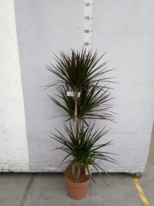 <h4>Dracaena marg. 'Magenta'</h4>