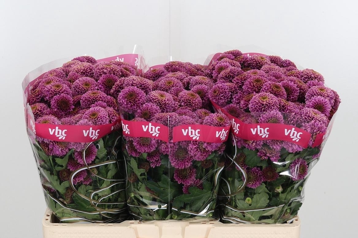 <h4>Chr San Aaa Doria</h4>