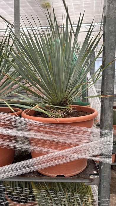 <h4>YUC ROSTRATA</h4>