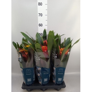 Guzmania   ...mix 3